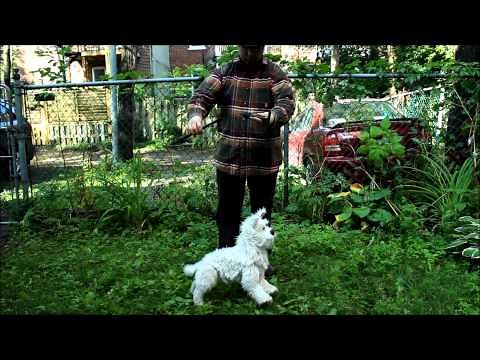 Toto, Rod Marionette of a dog, Version 3.