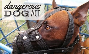 Dangerous Dogs Act: What Breeds Are Covered? - Canine Journal