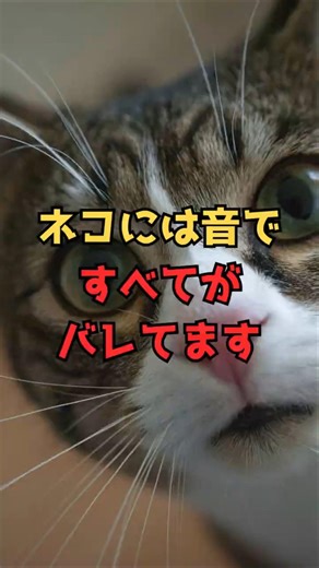Why can cats greet their owners when they come home?