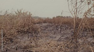Arid and devastated landscape, with burned plants and dry vegetation. Severity of climate change and its effects on the environment. consequences of forest fires and lack of water in the ecosystem.