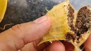 So I cracked open a mango seed (after eating it) and out popped Weevils! Googled it and it says probably a mango seed Weevil - Sternochetus mangiferae