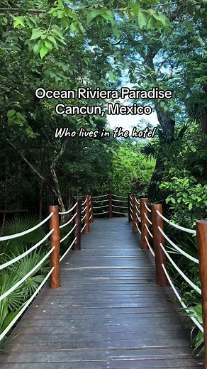 Wildlife Encounters at Ocean Riviera Paradise Hotel