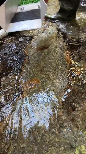 93K views · 565 reactions | Gold Sluicing and Prospecting in the NZ bush! #gold #goldprospecting #goldsluicing | Aualchemist | Facebook
