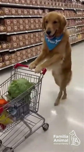 🛒🐶 Dog pushing a shopping cart in a supermarket in this viral moment.