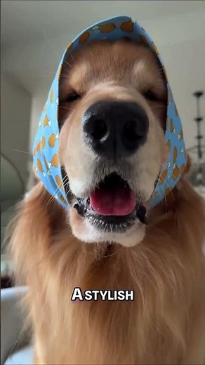 🤣 Adorable Puppy's Funniest Moments Compilation 🐶✨ | Must-Watch!