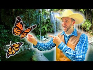 Let's Visit a Butterfly Sanctuary!