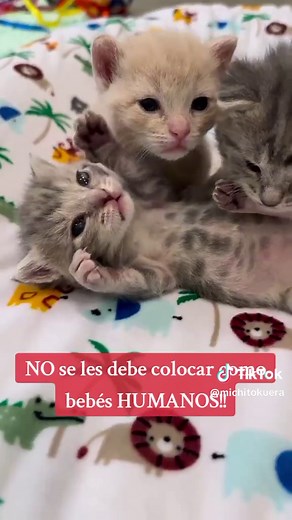 ¿Cómo le damos leche a los Gatitos Bebés?🍼🍼🍼😻❣️#parati #gatitos #gatos #gatostiktok