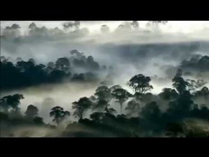 The Borneo Rainforest
