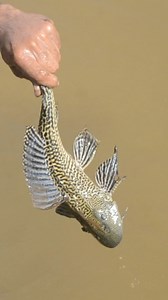 Ikan mosnter penghuni lubang | Grafting Examples