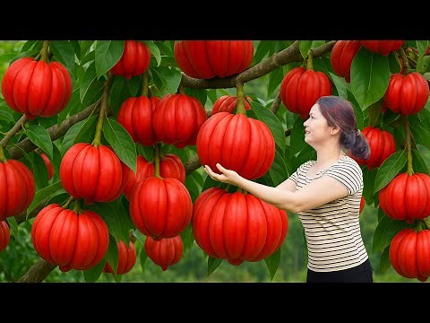 Harvesting Giant Elephant Apple & Go To Market Sell | Rare Fruit Grown In The Amazon Forest