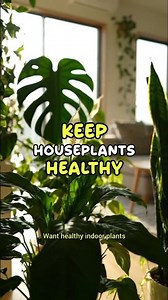 How to Take Care of Plants at Home | Indoor Plant Care Tips #Shorts #Houseplants