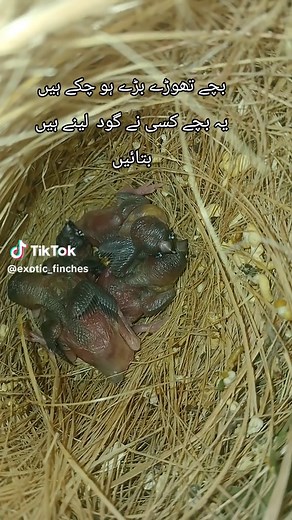 Creating a Thriving Finch Aviary Experience