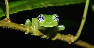 10 Interesting Facts About Glass Frogs