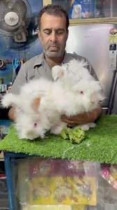 19K views · 178 reactions | German Angora Rabbit  #pets | Sandha dip | Facebook