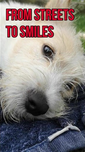 Happy Bali Dog Smurfy | From Streets to Smiles