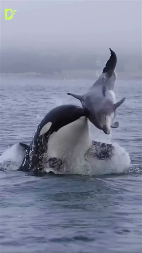 The Secret Culture of Orcas #facts #didyouknow #mindblowingfacts