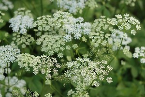 Poison hemlock is spreading across the US. Here’s how to get rid of it
