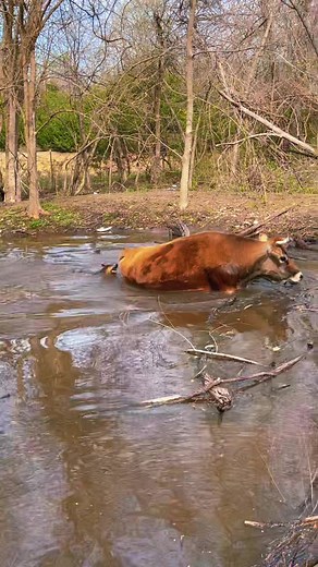 #australiancattledog #blueheeler #heeler #cattledog #cow #workingdog #sheknowswhatshedoing #herdingdog