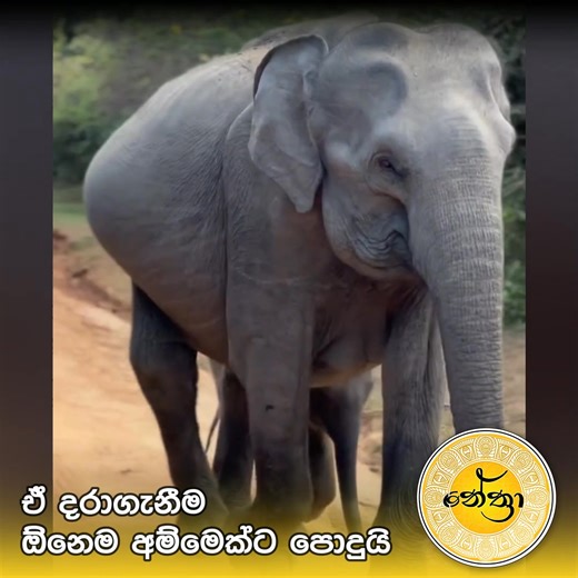 #nethra #nethfmbana | Nethra