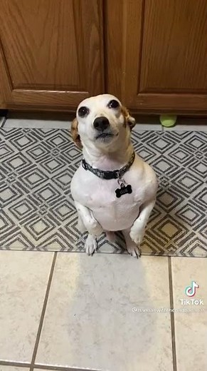 My dog who doesn't understand he's begging for boiling water thats on the stove | #shorts