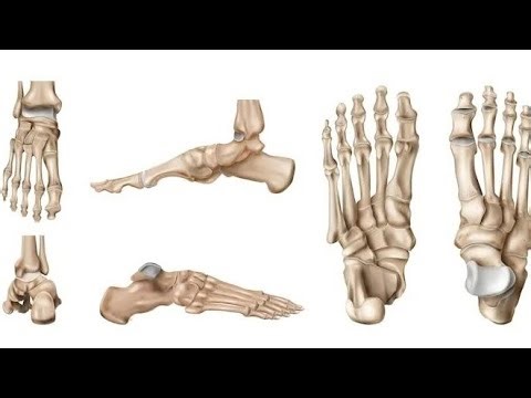 Стопа в связи со всем телом. Метод Фельденкрайза.