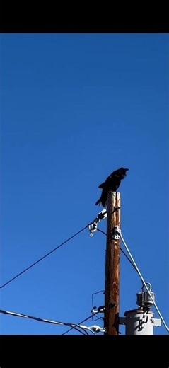 #raven #ravens #birds #birdsounds #nature #bird is this a raven’s “gurgle,”“gronk” or another sound?