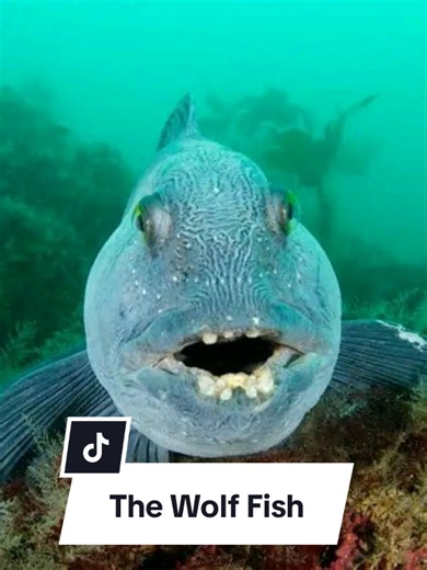 Discover the Terrifying Wolf Fish of the Deep Sea