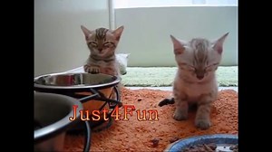 6.6K views · 459 reactions | Bengal Kitties are in Sleeping Mood <3 | Bengal Cat Lovers | Facebook