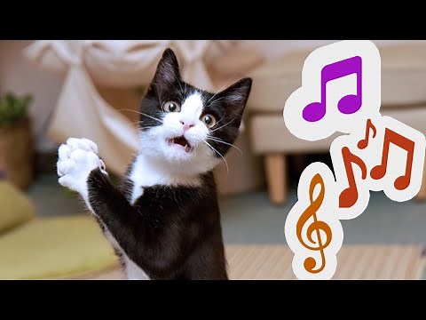 SOUNDS TO CALL YOUR CAT (GUARANTEED)