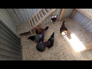 Backyard chicken farm - Happy Chickens