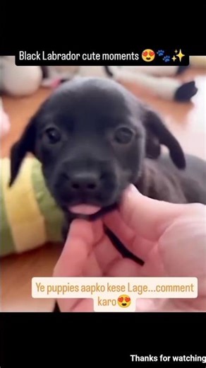 Black Labrador cute moments | Too cute puppy 🐾🐶. #dog #puppy #blacklabrador #cute #viral #love