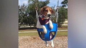 98K views · 699 reactions | We all love parks...To enjoy with our friends and especially with our furry buddies... | Animal Tales | Facebook