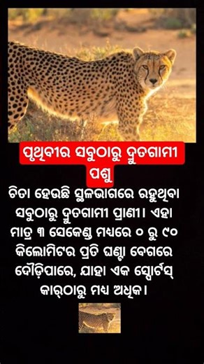 fastest running animal #cheetah