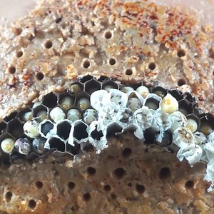 [ Wasp Nest Dandruff ] Easy And Quick Way To Remove Worms On Dandruff #292 #ticks #removetick #Dandruff #dandrufftreatment #dandruffremoval | Giant Ticks