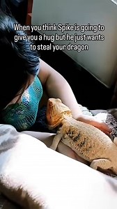 Spike likes to claim everything by bobbing his head 🐲😄. #beardeddragon ##headbobbing #cutepets #petlovers #reptiles #beardeddragons | Spikedays