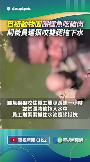 巴紐動物園餵鱷魚吃雞肉 飼養員遭狠咬雙腿拖下水｜👍小編推新聞20260907 #shorts