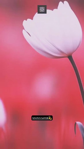 #vrialvideo #trendingtiktok #🦋🦋🦋