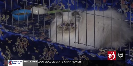 Cat Fanciers Association hosts annual show in South Burlington