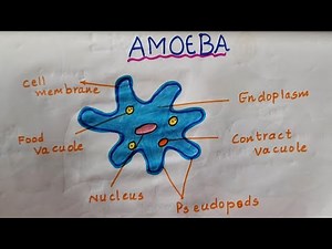 How To Draw Amoeba/Labelled Science Diagram/easy way drawing amoeba/amoeba drawing and parts lables