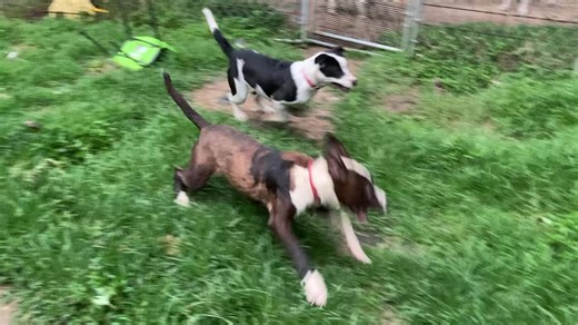 1K views · 42 reactions |  FOSTERS NEEDED FOR MICKEY & MINNIE ❤️ Mickey (white/brown) & Minnie (black/white) need foster(s) today to keep them from coming to the shelter! Can you help? Minnie doesn’t do cats. Mickey may be able to be convinced. They can be separated. Email mas@memphistn.gov if you can help! We provide supplies! | Memphis Animal Services | Facebook