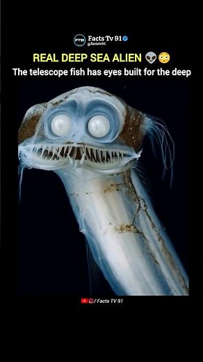 This Fish Has Telescope Eyes for the Deep Ocean