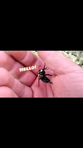 5.1K views · 40 reactions | Carpenter Bee | Swarmstead Bees and Gardening | Facebook