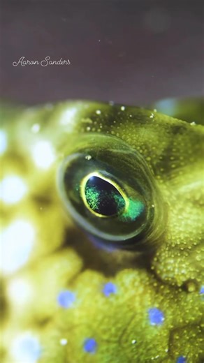 5.9K views · 88 reactions | An enchanting close-up look at a Box...