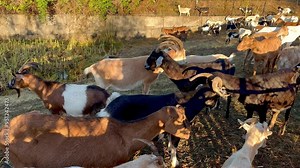 Close-Up of Mixed Goat Herd with Various Horn Styles and Colors in Pasture