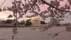 Full peak at DC's National Cherry Blossom Festival