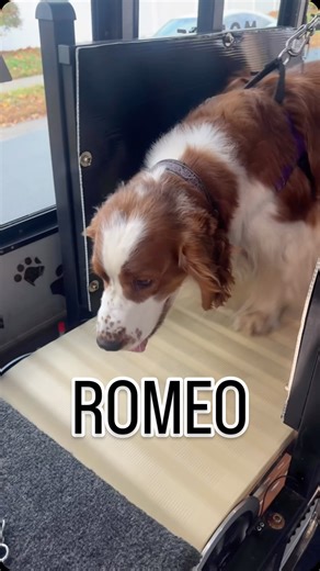 Meet Romeo this Welsh Springer Spaniel! This boy got straight to work on his session! He’s a show dog and also participates in AKC events! His goal per his owner is to shed a few pounds and you know I’m the man for the job 🐕💨💨 #mobiledoggym #welshspringerspaniel #dogfitness | Bark and Run Mobile