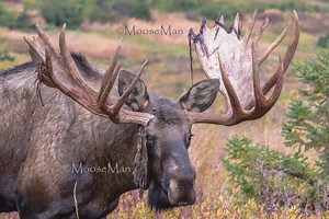 14K views · 1.8K reactions | As we prepare to blast off for Moose Rut...