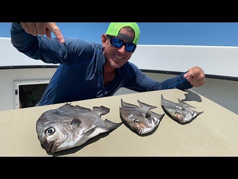 ATLANTIC SPADEFISH Catch Clean & Cook BLUEGABE style while swimming with giant groupers