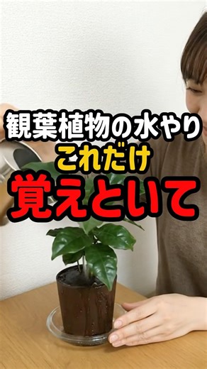 [Preventing Mistakes] Watering Houseplants: Just Remember These Things... #WateringTips