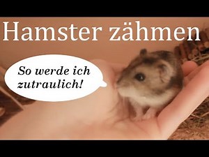 Taming a hamster: How to make your hamster tame!